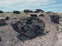 Giant logs FP (2).JPG